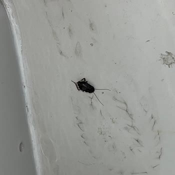 Klozet Montajı Sonrası Hamam Böceği Sorunu Ve Yetersiz Kurulum