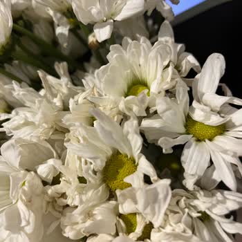 Hayal Kırıklığı: Kötü Çiçek, Yanıltıcı Kargo Bilgisi