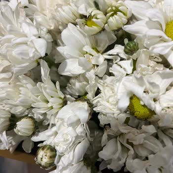 Hayal Kırıklığı: Kötü Çiçek, Yanıltıcı Kargo Bilgisi