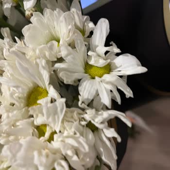 Hayal Kırıklığı: Kötü Çiçek, Yanıltıcı Kargo Bilgisi