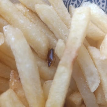 Satın Aldığım Patatesten Böcek Çıktı