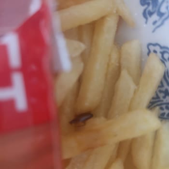 Satın Aldığım Patatesten Böcek Çıktı