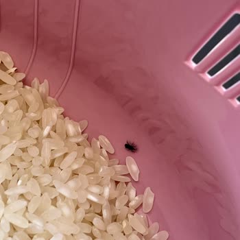 Efsane Baldo Pirinç Böcekli