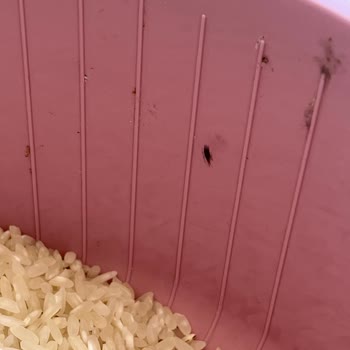 Efsane Baldo Pirinç Böcekli