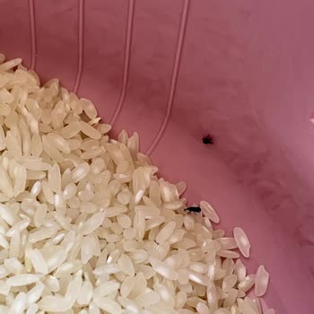 Efsane Baldo Pirinç Böcekli