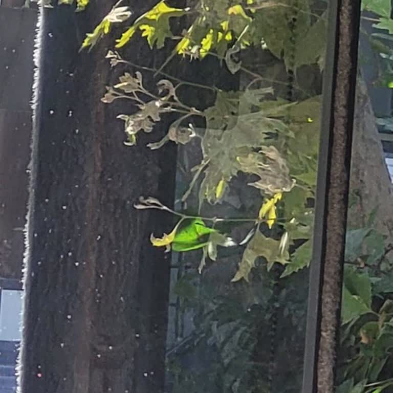 Kaynak İşlemi Sonucu Balkon Camım Zarar Gördü