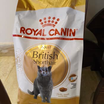 Kedimize Uygun Olmayan Dev Mama Taneleri Hayal Kırıklığı Yarattı