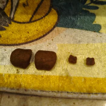 Kedimize Uygun Olmayan Dev Mama Taneleri Hayal Kırıklığı Yarattı