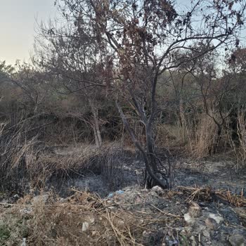 Defne Belediyesi'nin İhmali: Çöpler, Yangın Ve Çevre Kirliliği