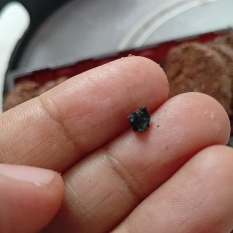 Gıda Ürününde Yabancı Madde Şikayeti