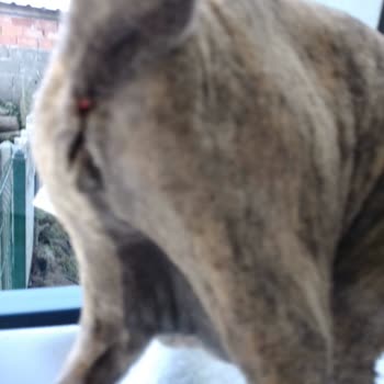 Veteriner Kliniğinde Sorumluluk Eksikliği Ve Kaba Davranış