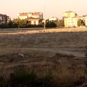 Boş Arsadaki Sahipsiz Köpekler Çocuklar İçin Tehlike Oluşturuyor