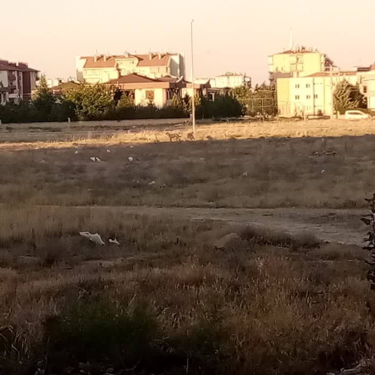 Boş Arsadaki Sahipsiz Köpekler Çocuklar İçin Tehlike Oluşturuyor
