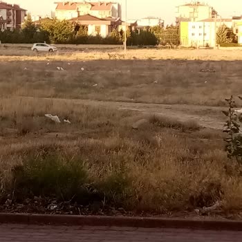 Boş Arsadaki Sahipsiz Köpekler Çocuklar İçin Tehlike Oluşturuyor