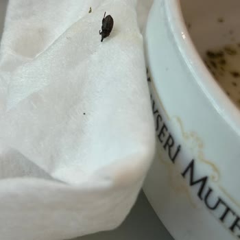 Çorbanın İçinden Böcek Çıkması Nedeniyle Hayal Kırıklığı