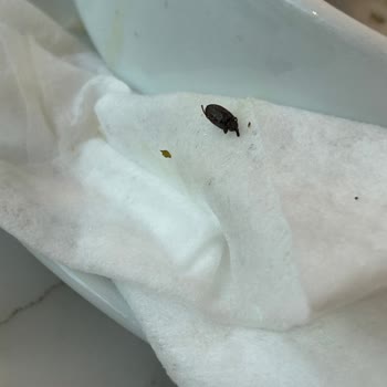 Çorbanın İçinden Böcek Çıkması Nedeniyle Hayal Kırıklığı