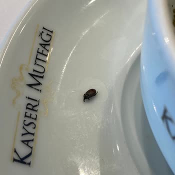 Çorbanın İçinden Böcek Çıkması Nedeniyle Hayal Kırıklığı