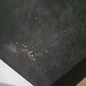 Satın Aldığım Bazalı Yatakta Tahta Kurusu Sorunu Ve Sağlık Problemleri