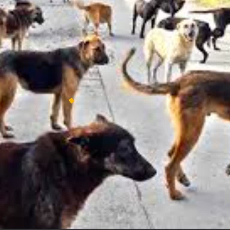 Ankara Büyükşehir Belediyesi Sokak Köpekleri Sorunu