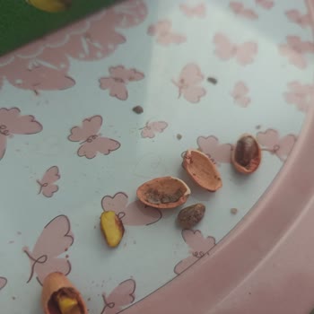 Aldığım Fıstık Çürük Ve Eksik Çıktı, Müşteri Hizmetlerine Ulaşamıyorum