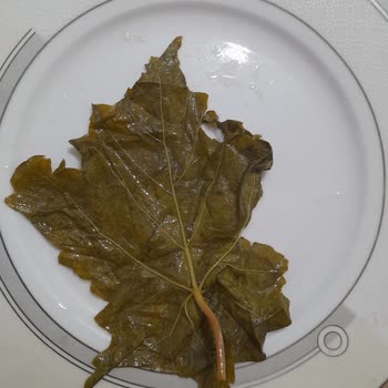 Fatma'nın Bahçesi Aldığım Yapraklar Beklediğim Gibi Çıkmadı Satıcıdan Dönüş Alamadım