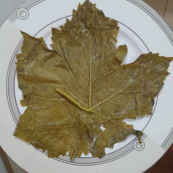 Fatma'nın Bahçesi Aldığım Yapraklar Beklediğim Gibi Çıkmadı Satıcıdan Dönüş Alamadım