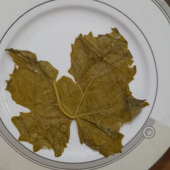 Fatma'nın Bahçesi Aldığım Yapraklar Beklediğim Gibi Çıkmadı Satıcıdan Dönüş Alamadım