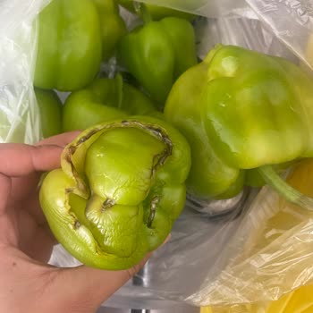 Çürük Ürün Gönderimi Ve Müşteri Hizmetlerinden Yanıt Alamama