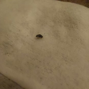 Islak Mendilden Böcek Çıktı, Sağlığım Tehlikeye Girdi!