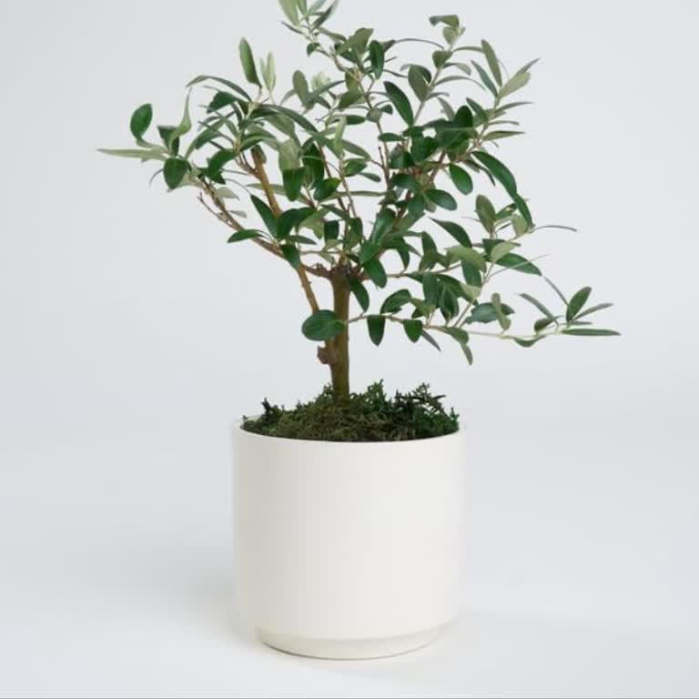 Kırık Saksı Ve Yanıltıcı Ürün Teslimatı Sonrası Yetersiz Destek