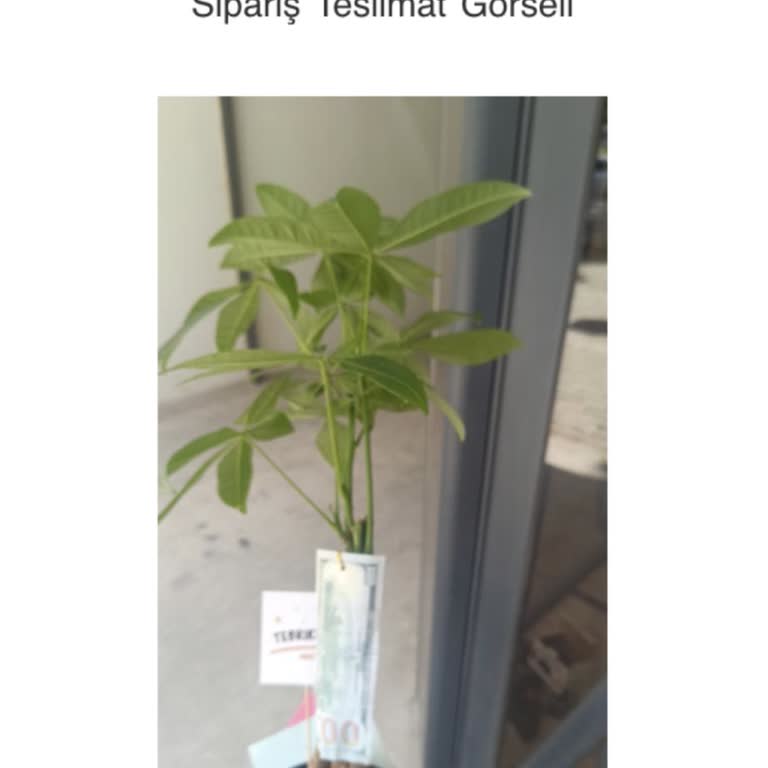 Çiçeksepeti Siparişim Teslim Edilmedi, Mağduriyetim Giderilmedi