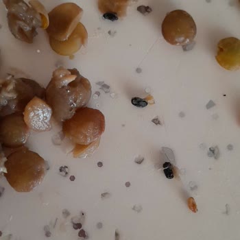 Yerinden Bakliyat Böcekli Ürünü Nasıl Olur Da Raflara Koyup Satabilirler?