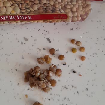 Yerinden Bakliyat Böcekli Ürünü Nasıl Olur Da Raflara Koyup Satabilirler?