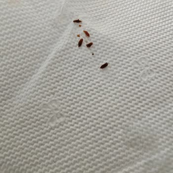 Aldığım Salça Böceklenmiş Çıktı, Hayal Kırıklığına Uğradım