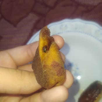 Aldığım Gün Kurusu İçinden Ölü Böcek Çıktı, Yetkililere Ulaşamıyorum