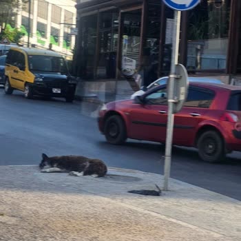 Pendik Belediyesi Başıboş Köpek Sorununu Çözmüyor Vatandaş Risk Altında