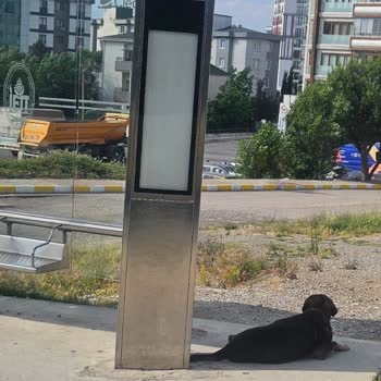 Pendik Belediyesi Başıboş Köpek Sorununu Çözmüyor Vatandaş Risk Altında