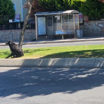 Pendik Belediyesi Başıboş Köpek Sorununu Çözmüyor Vatandaş Risk Altında