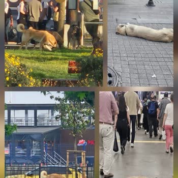 Pendik Belediyesi Başıboş Köpek Sorununu Çözmüyor Vatandaş Risk Altında