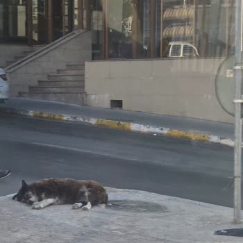 Pendik Belediyesi Başıboş Köpek Sorununu Çözmüyor Vatandaş Risk Altında