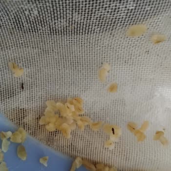 Duru Bulgurda Üst Üste Böcek Çıkması Hayal Kırıklığı Yarattı