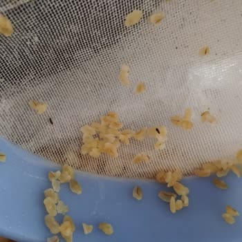 Duru Bulgurda Üst Üste Böcek Çıkması Hayal Kırıklığı Yarattı