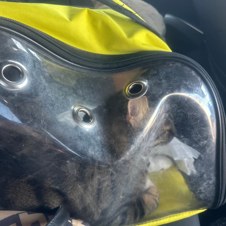 Kedili Müşteriye Restorana Giriş Engeli: Uyarı Yok, Mağduriyet Var