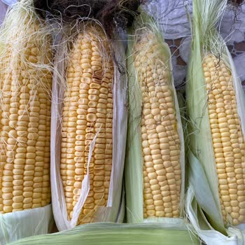 Doğal File Beklentileri Karşılamayan Ürünler Ve İlgisiz Müşteri Hizmeti