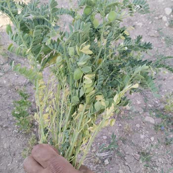 Dolu Hasarı Sonrası Eksper Raporunda Düşük Hasar Oranı Verilmesi