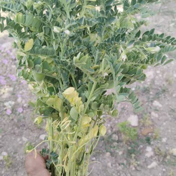 Dolu Hasarı Sonrası Eksper Raporunda Düşük Hasar Oranı Verilmesi