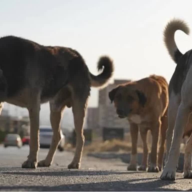 Tepebaşı Kanal 26 Parkındaki Başıboş Köpeklerin Saldırganlığı Nedeniyle Güvensizlik