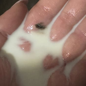 Sütaş Süt İçinde Yabancı Cisim Ve Güven Sorunu