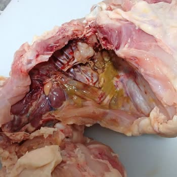 Aldığım Tavuk Bozuk Ve Sağlıksız Çıktı, Ücret İadesi Bekliyorum