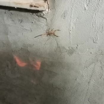 Evimin Yanındaki Çöplükten Yayılan Kötü Koku Ve Haşere Sorunu